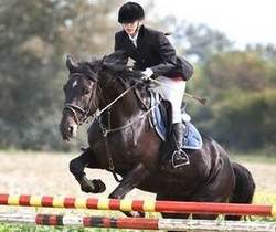 William-Koska-Equine-Litigation-San-Diego